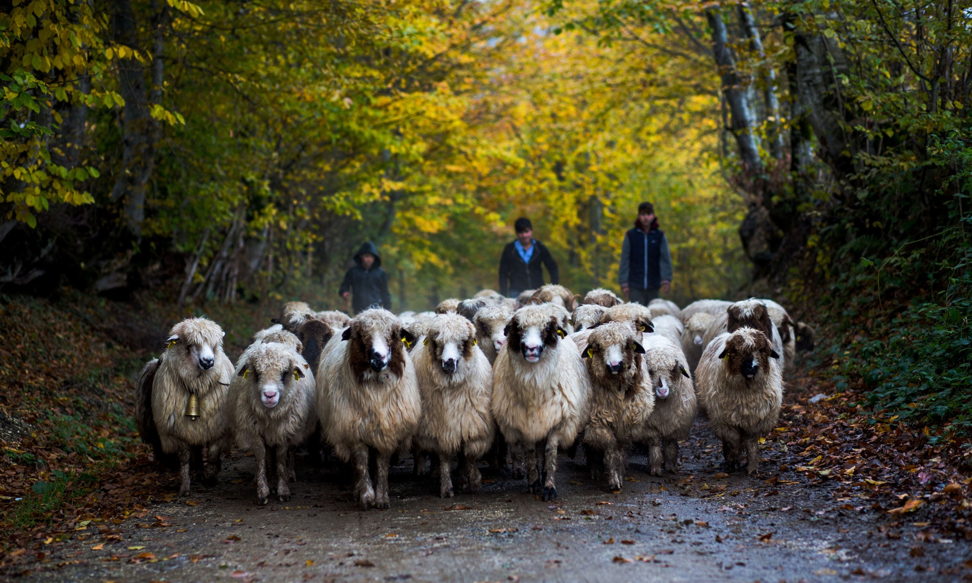 Aybastı Perşembe Yaylası